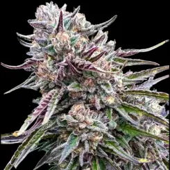 Orangutangie Cannabis Seeds by Atlas Seed