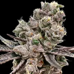 Platinum Green apple Candy Cannabis Seeds by Atlas Seed