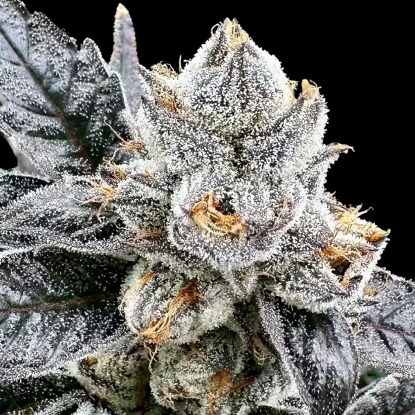 Platonum Lemon Cherry Gelato by Atlas Seed Cannabis Seeds