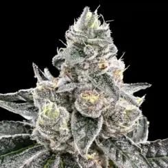 Platinum Runtz by Atlas Seed Cannabis Seeds