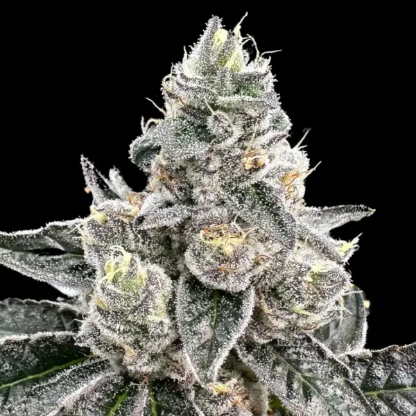 Platinum Runtz by Atlas Seed Cannabis Seeds