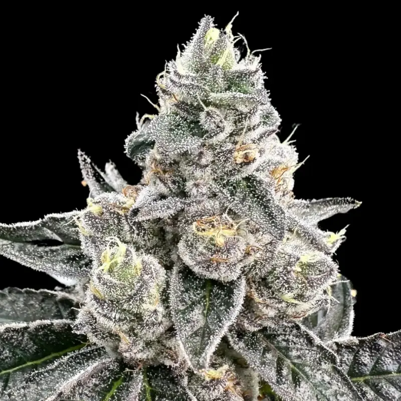 Platinum Runtz by Atlas Seed Cannabis Seeds