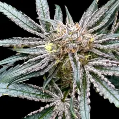 Platinum ZOAP Cannabis Seeds By Atlas Seed