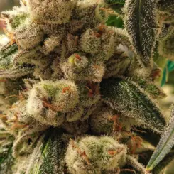 Pluto Cookies IBL Auto Cannabis Seeds by Ethos Genetics