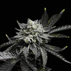 Princess Buttercup Cannabis Seeds by Twenty20 Mendocino