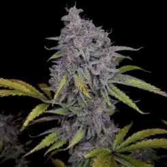 Purple Strawberry Popesicle Cannabis Seeds by Night Owl Seeds