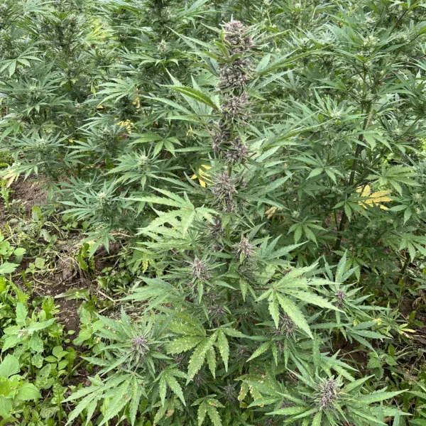 Raspberry Parfait Auto Cannabis Seeds by Seed and Soil