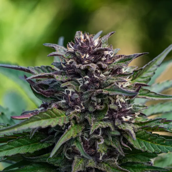 Raspberry Parfait Quick Cannabis Seeds by Seed and Soil
