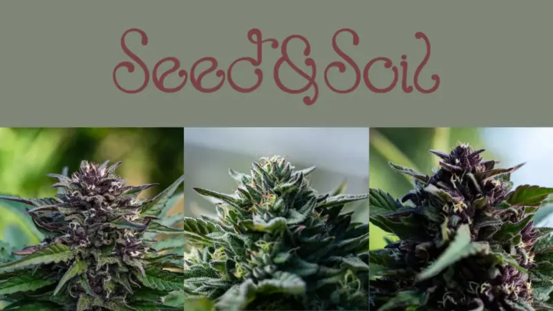 Seed and Soil: Notes from the Breeder
