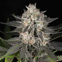 Snowcaine V3 Cannabis Seeds by Twenty20 Mendocino