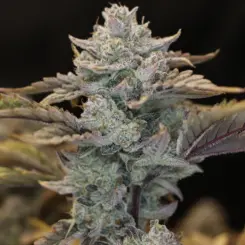 Sour B Cannabis Seeds by Night Owl Seeds