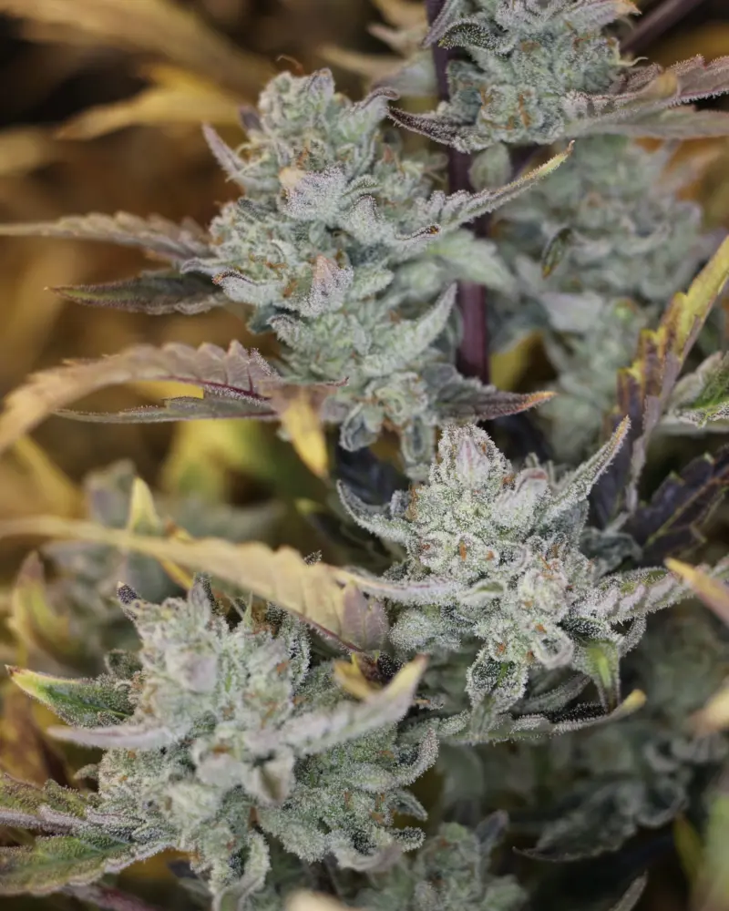 Sour B Cannabis Seeds by Night Owl Seeds