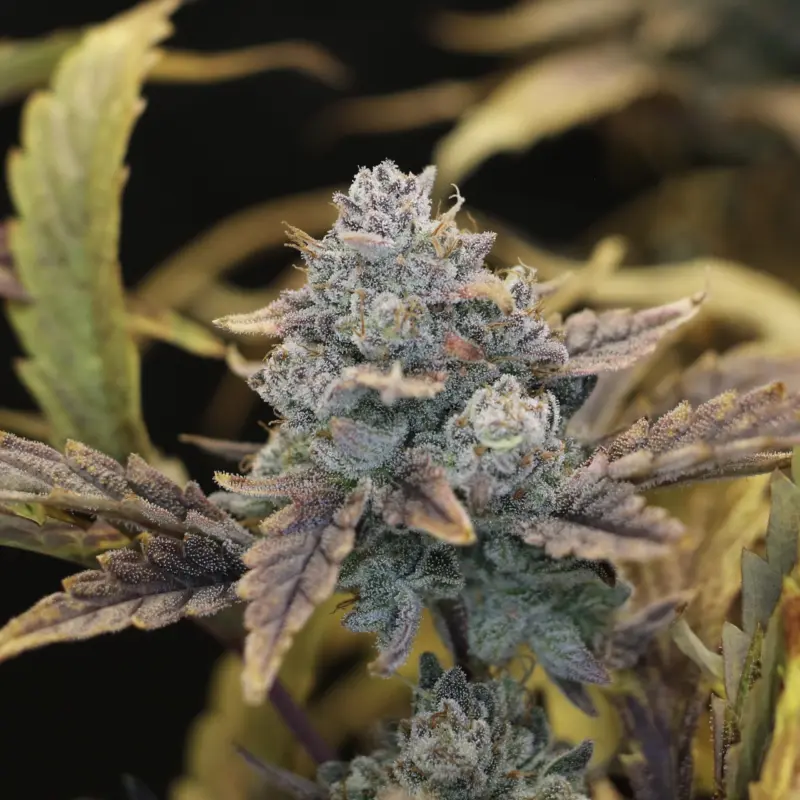 Sour B Cannabis Seeds by Night Owl Seeds