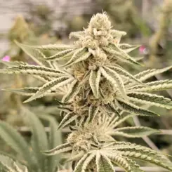 Sugar Fuel Cannabis Seeds by In House Genetics