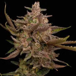 Summer Lemons Cannabis Seeds by Twenty20 Mendocino
