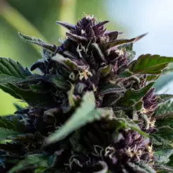 Tangie in the Sun Cannabis Seeds by Seed and Soil