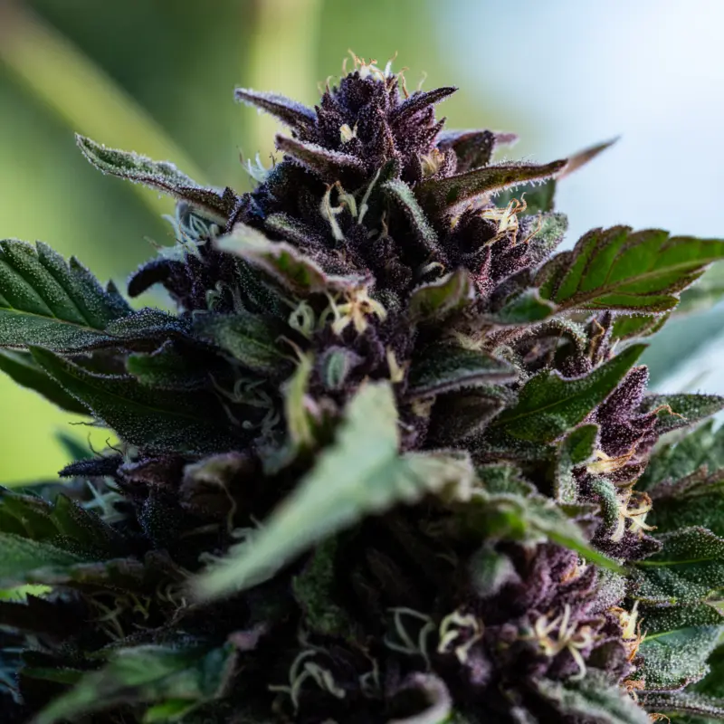 Tangie in the Sun Cannabis Seeds by Seed and Soil