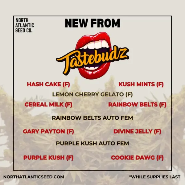 Tastebudz 2025 New Strains's promotional image