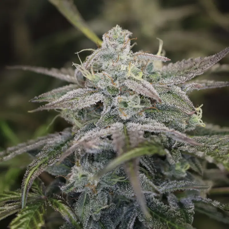 Time Machine Cannabis Seeds by Night Owl Seeds