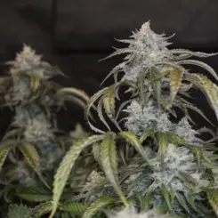 Time Machine Cannabis Seeds by Night Owl Seeds