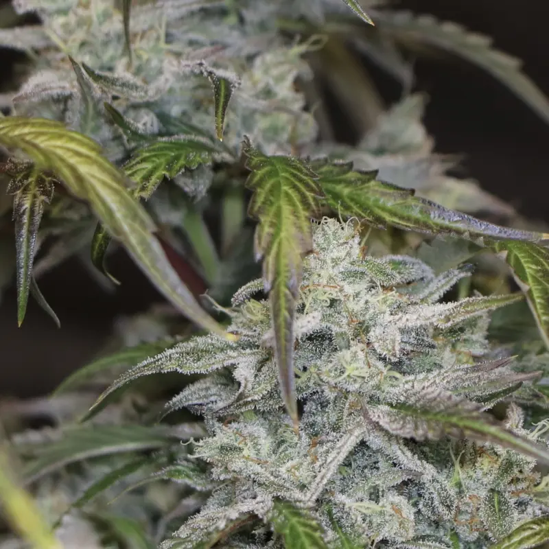 Time Machine Cannabis Seeds by Night Owl Seeds