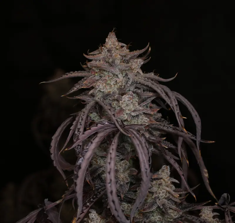 Time Machine Cannabis Seeds by Night Owl Seeds