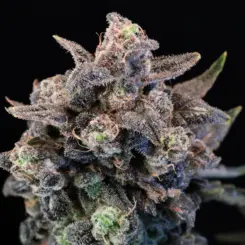 Unicorn Glitter Cannabis Seeds by Atlas Seed