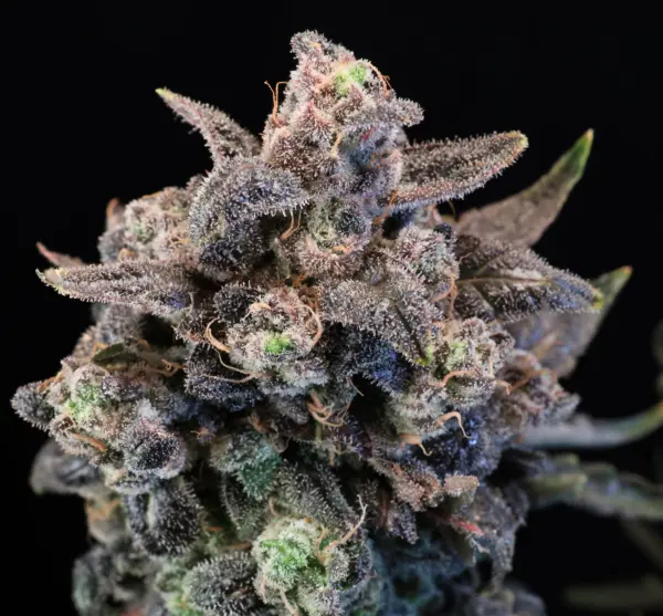 Unicorn Glitter Cannabis Seeds by Atlas Seed