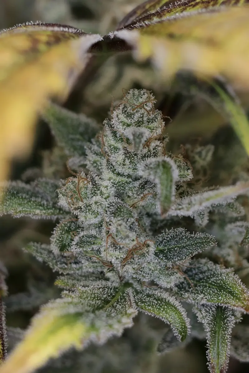 Vegas Snow Cannabis Seeds by Night Owl Seeds