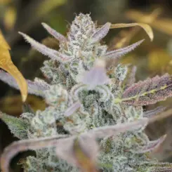 Vegas Snow Cannabis Seeds by Night Owl Seeds