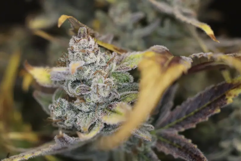 Vegas Snow Cannabis Seeds by Night Owl Seeds