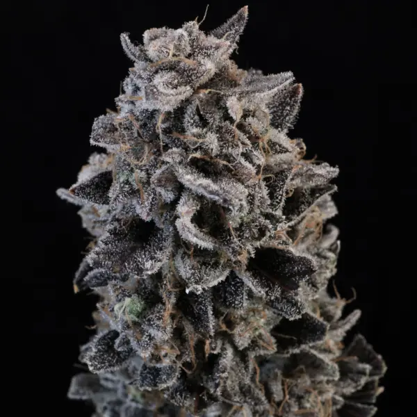 White Widow Auto Cannabis Seeds by Atlas Seed