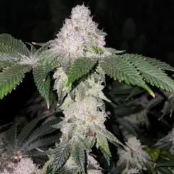 Wrank S1 Cannabis Seeds by Ethos Genetics