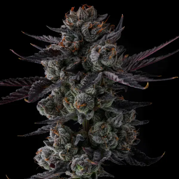 Any Day cannabis seeds by Compound Genetics