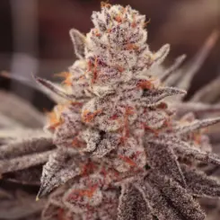 boardwalk bubba cannabis seeds by lovin in her eyes