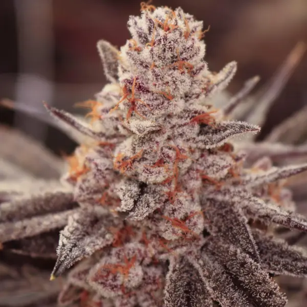 boardwalk bubba cannabis seeds by lovin in her eyes