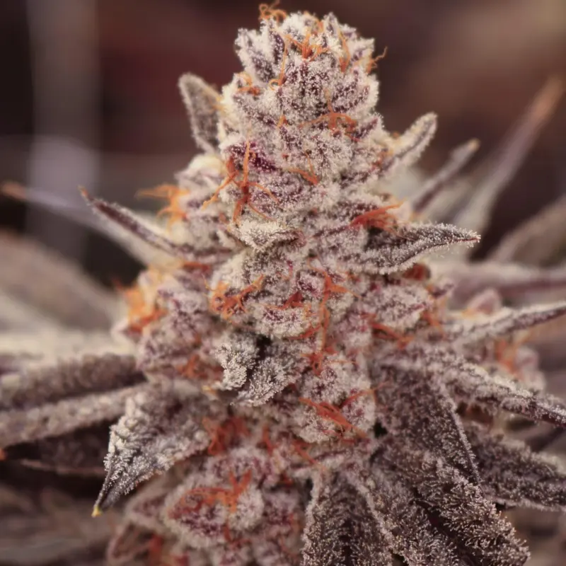 boardwalk bubba cannabis seeds by lovin in her eyes