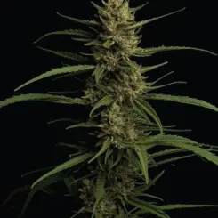 caribbean queen cannabis seeds by humboldt seed co