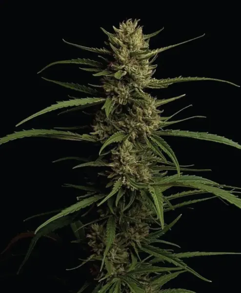 caribbean queen cannabis seeds by humboldt seed co