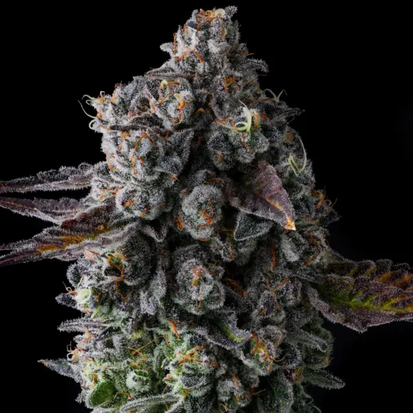 crystal chalice cannabis seeds by compound genetics