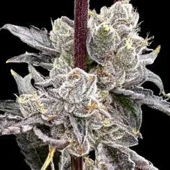 Dry Erase Marker Cannabis Seed by Atlas Seed