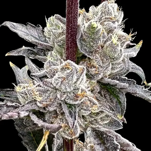 Dry Erase Marker Cannabis Seed by Atlas Seed