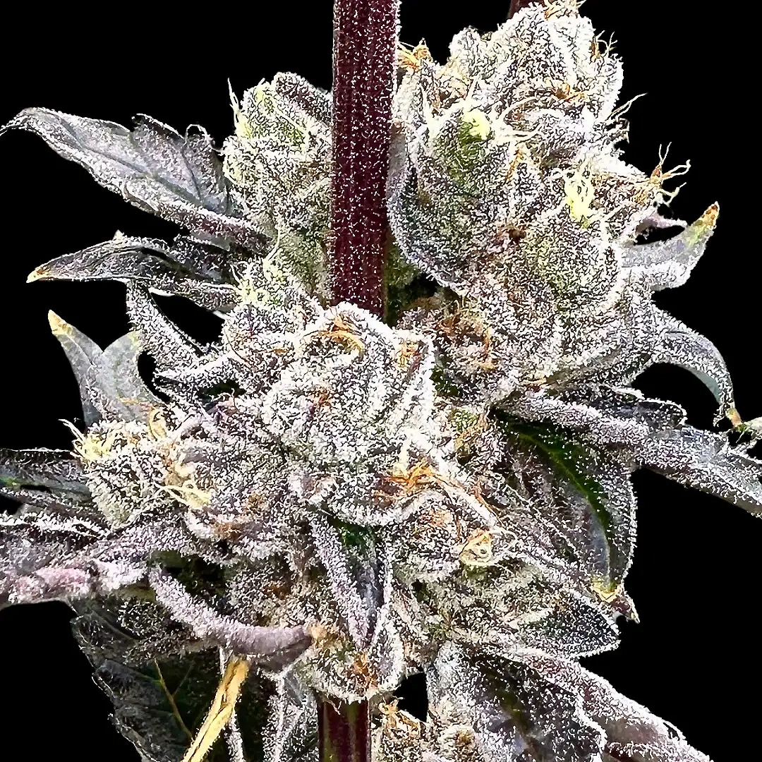 Dry Erase Marker (F) [SPRING 2025 DROP]