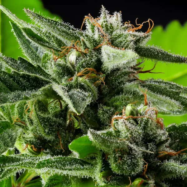 ed rosenthal super duper skunk semi auto cannabis seeds by purple caper seeds