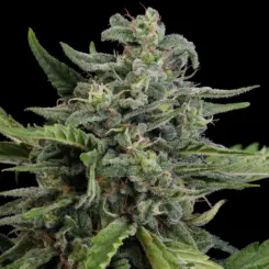 ed rosenthal super durban bread semi auto cannabis seeds by purple caper seeds