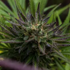 ed rosenthal super runtz cake semi auto cannabis seeds by purple caper seeds