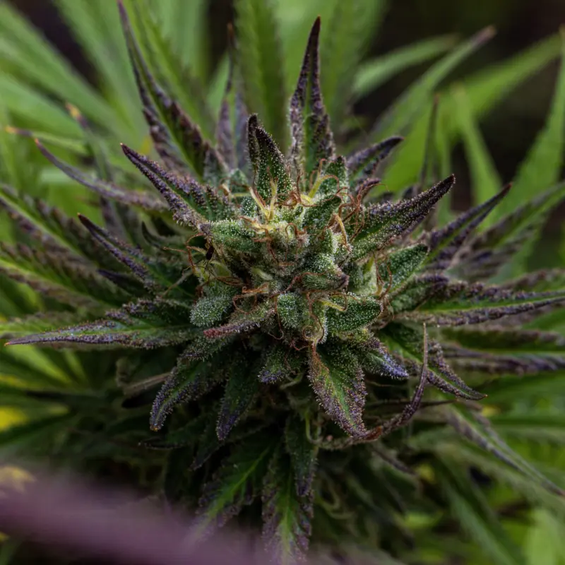 ed rosenthal super runtz cake semi auto cannabis seeds by purple caper seeds