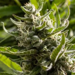 ed rosenthal super tall semi auto cannabis seeds by purple caper seeds