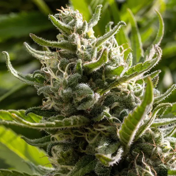 ed rosenthal super tall semi auto cannabis seeds by purple caper seeds