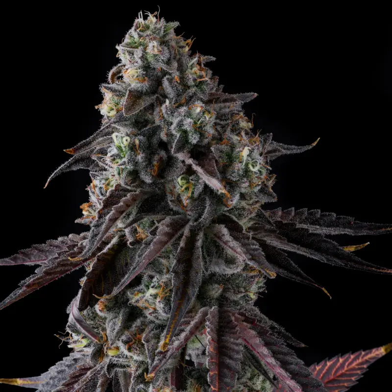 fruit riot cannabis seeds by compound genetics